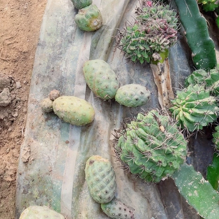 习志野x仙人球14头