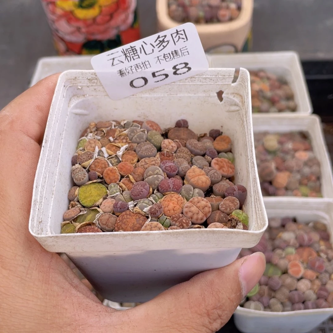 云糖心多肉植物58