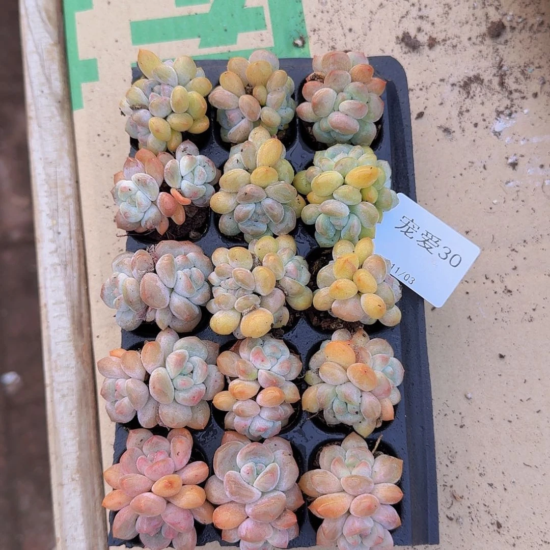 直播福利一物一拍30