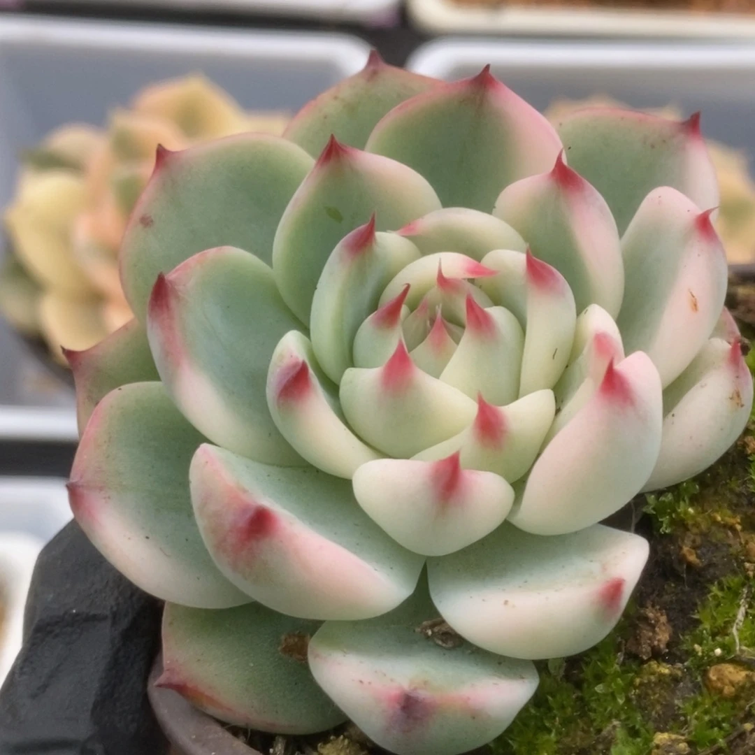 616锦锦锦锦锦锦锦锦