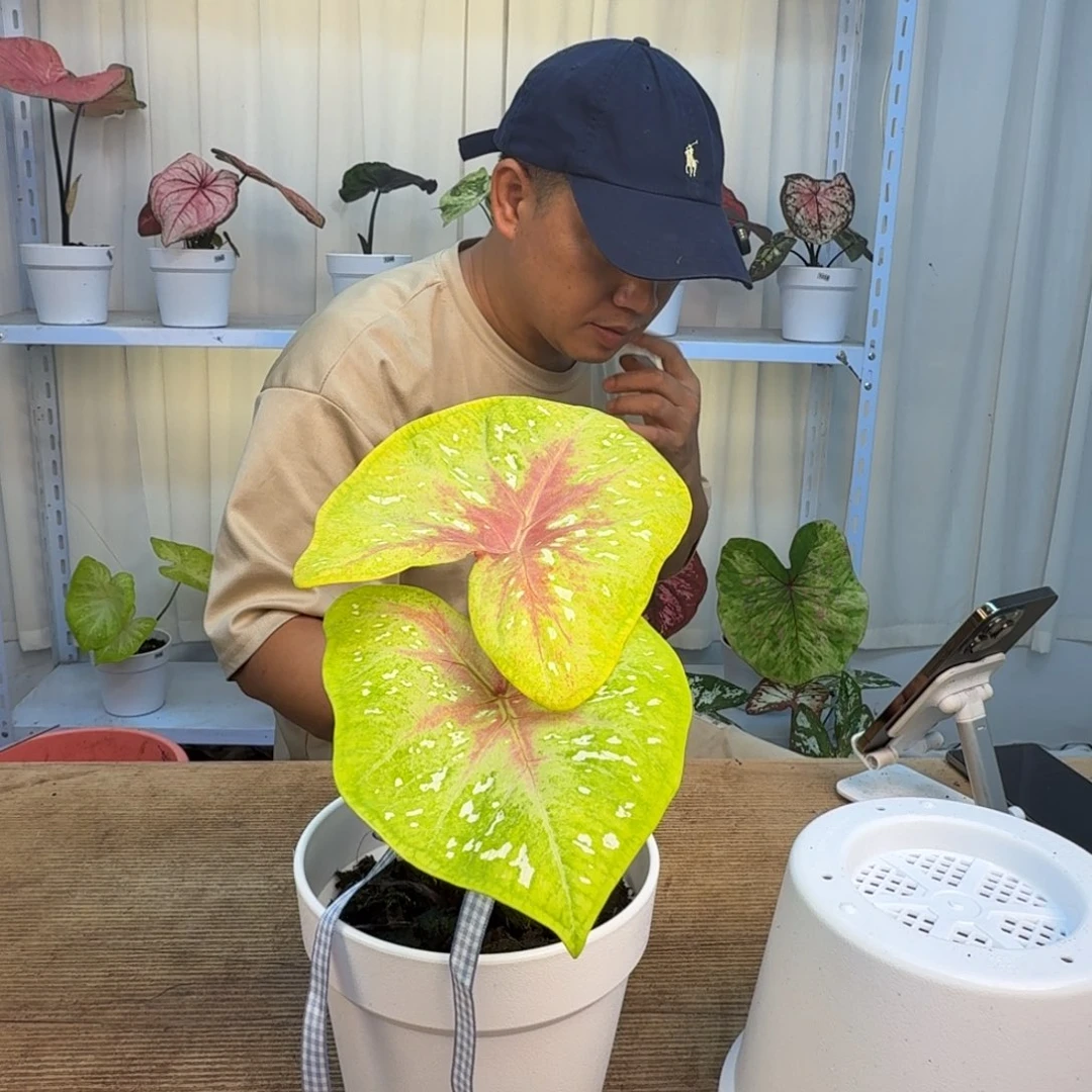 无花朵柠檬果汁   1251