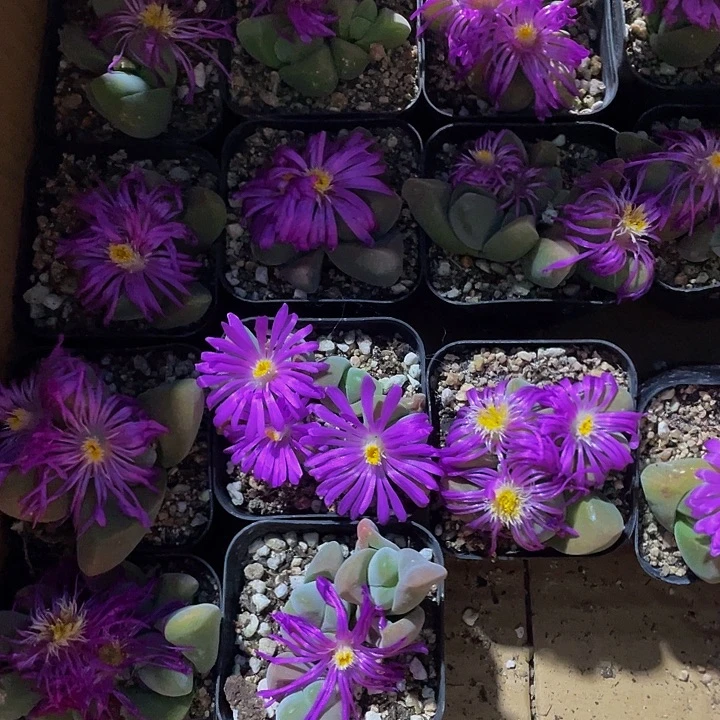 无比玉2.8带盆土发