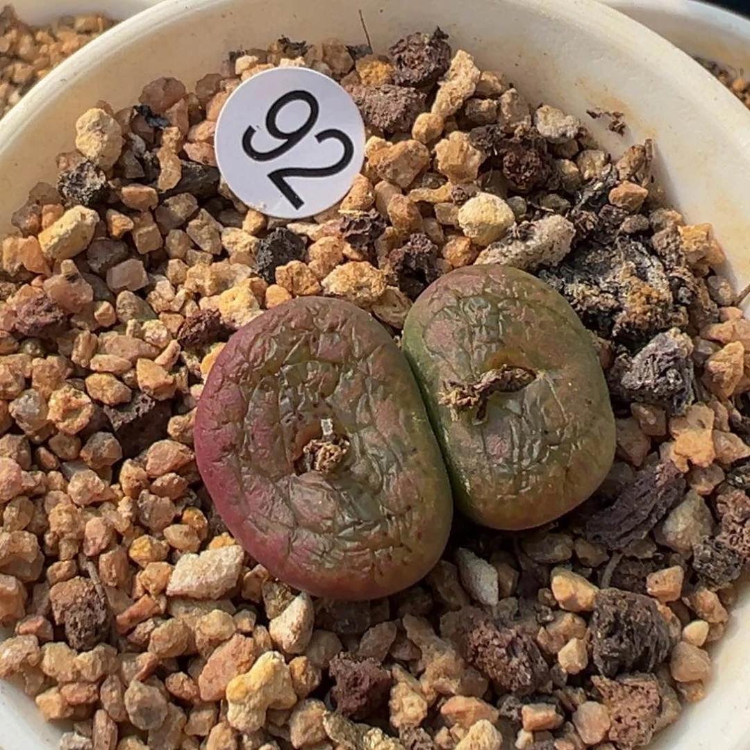 多肉植物11111111111111111