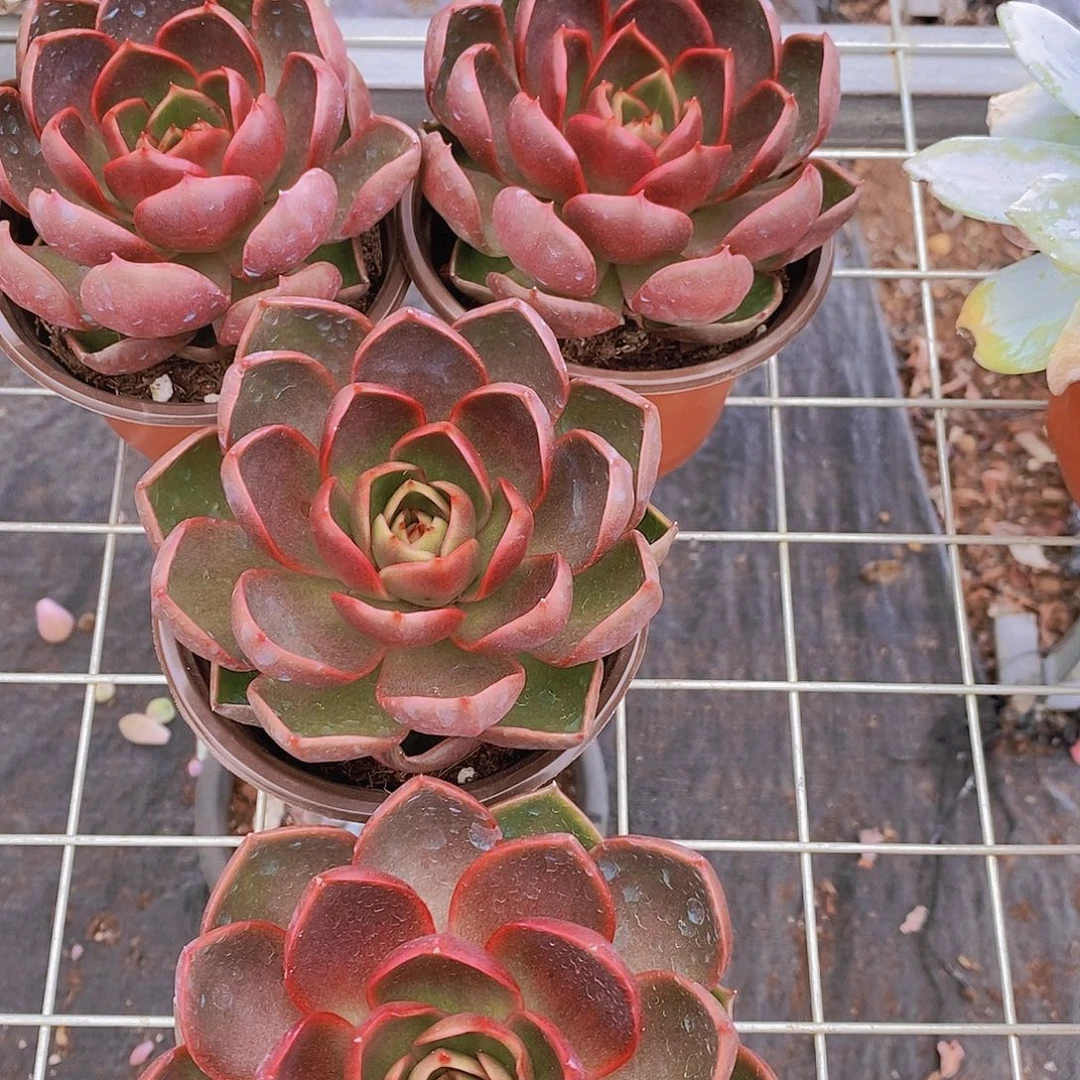 红灯大单头莲花座