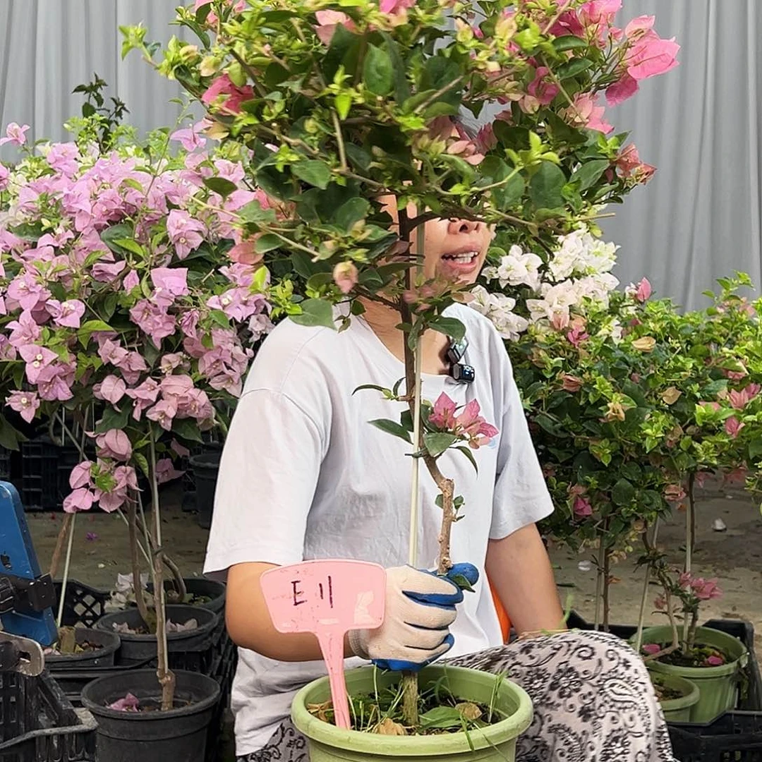 我***点大部分花苞少量开放E11米罗