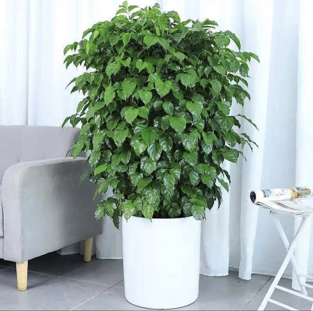 （新疆包邮）1.2米幸福树大棵室内好养观叶绿植开业乔迁净化空气