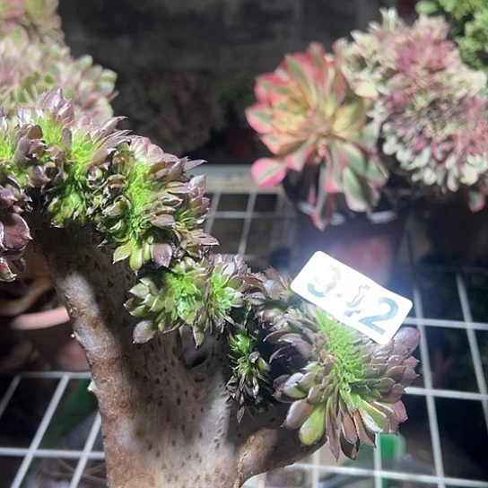 似***昔多肉植物一个黑同942