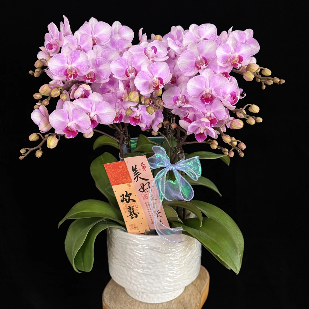 【初恋】粉色系渐变桌面款花花 经典花花 耐开耐摆 室内花卉