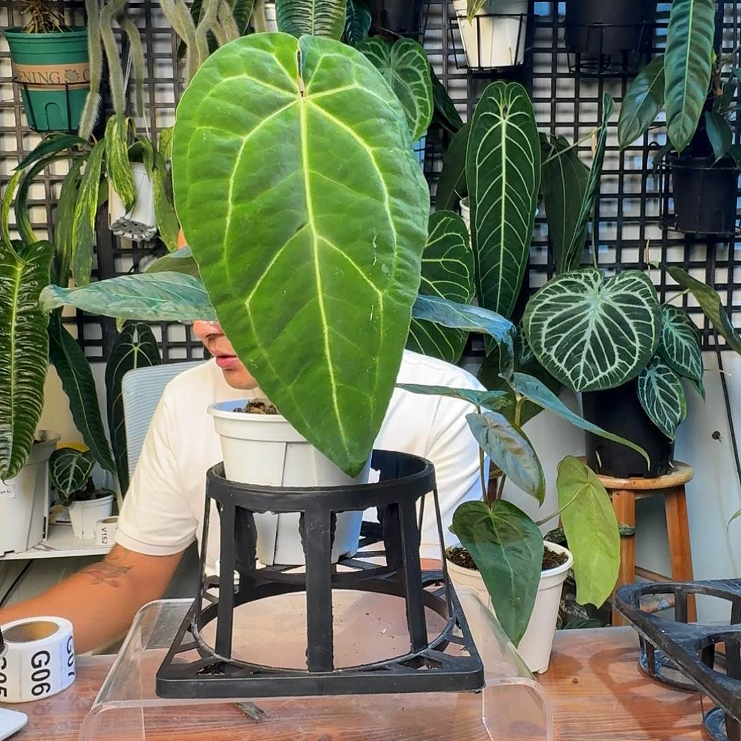 无花朵东**家一物一拍F196