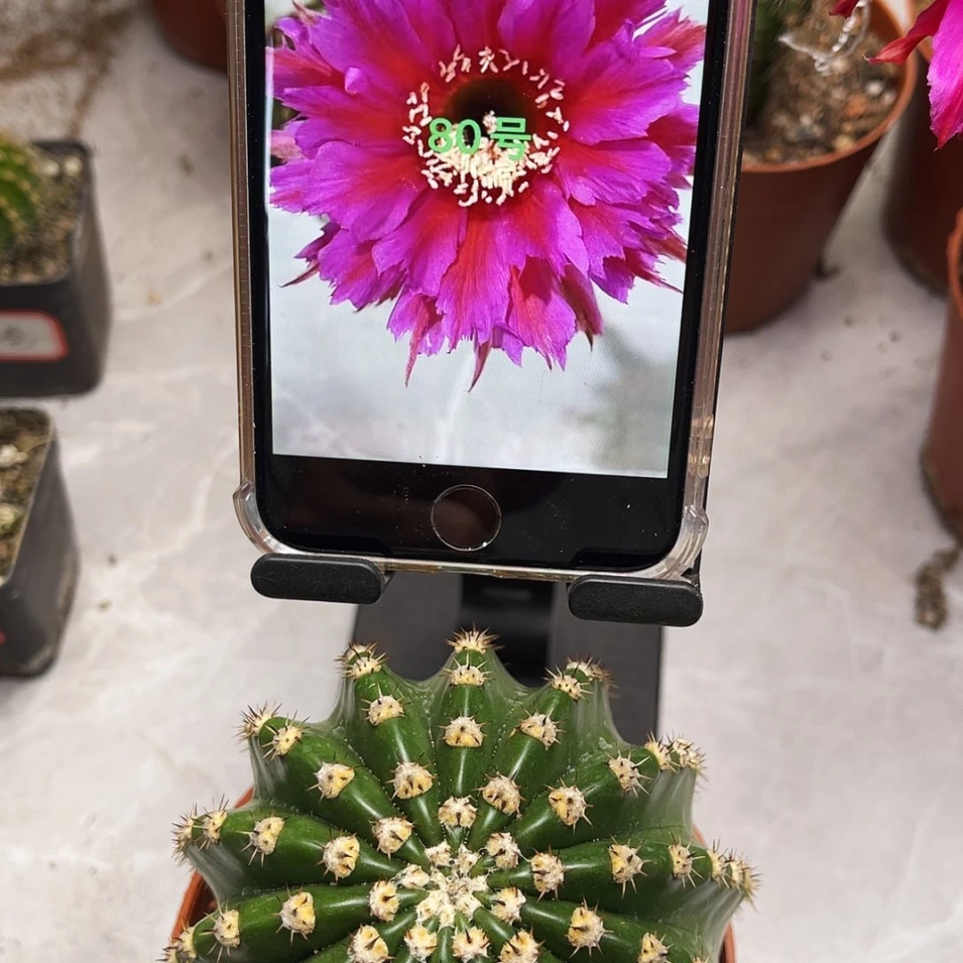 彩草80号7-8公分左右