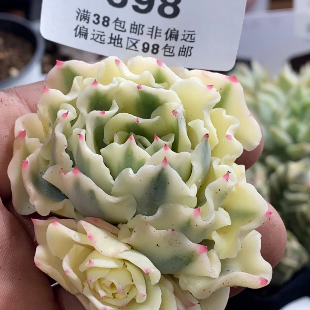 碧**空698海啸锦大单头