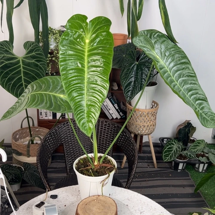 不开花植物南美原种火鹤王叶长48
