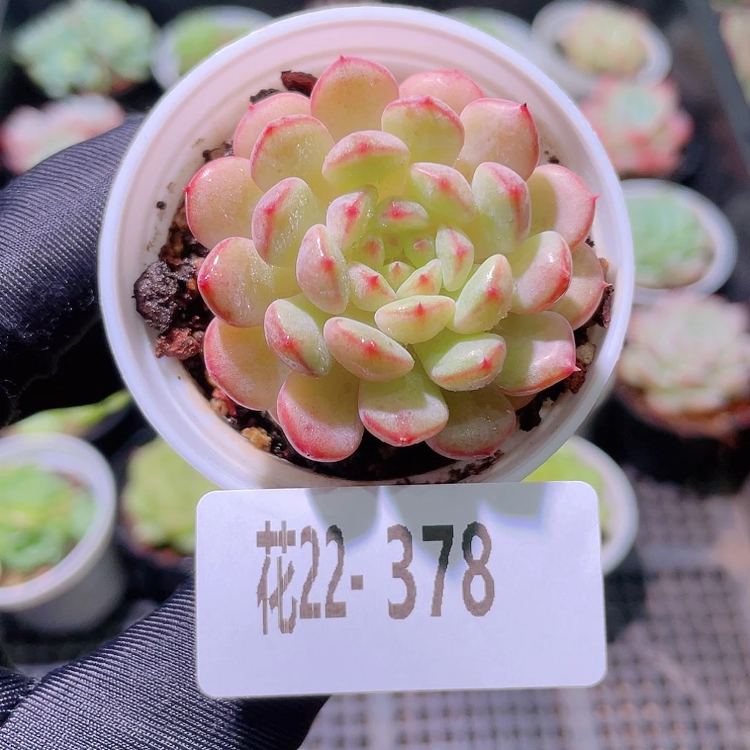 花利美22-378哈尼