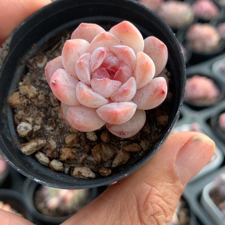 冰冰多肉一物一拍