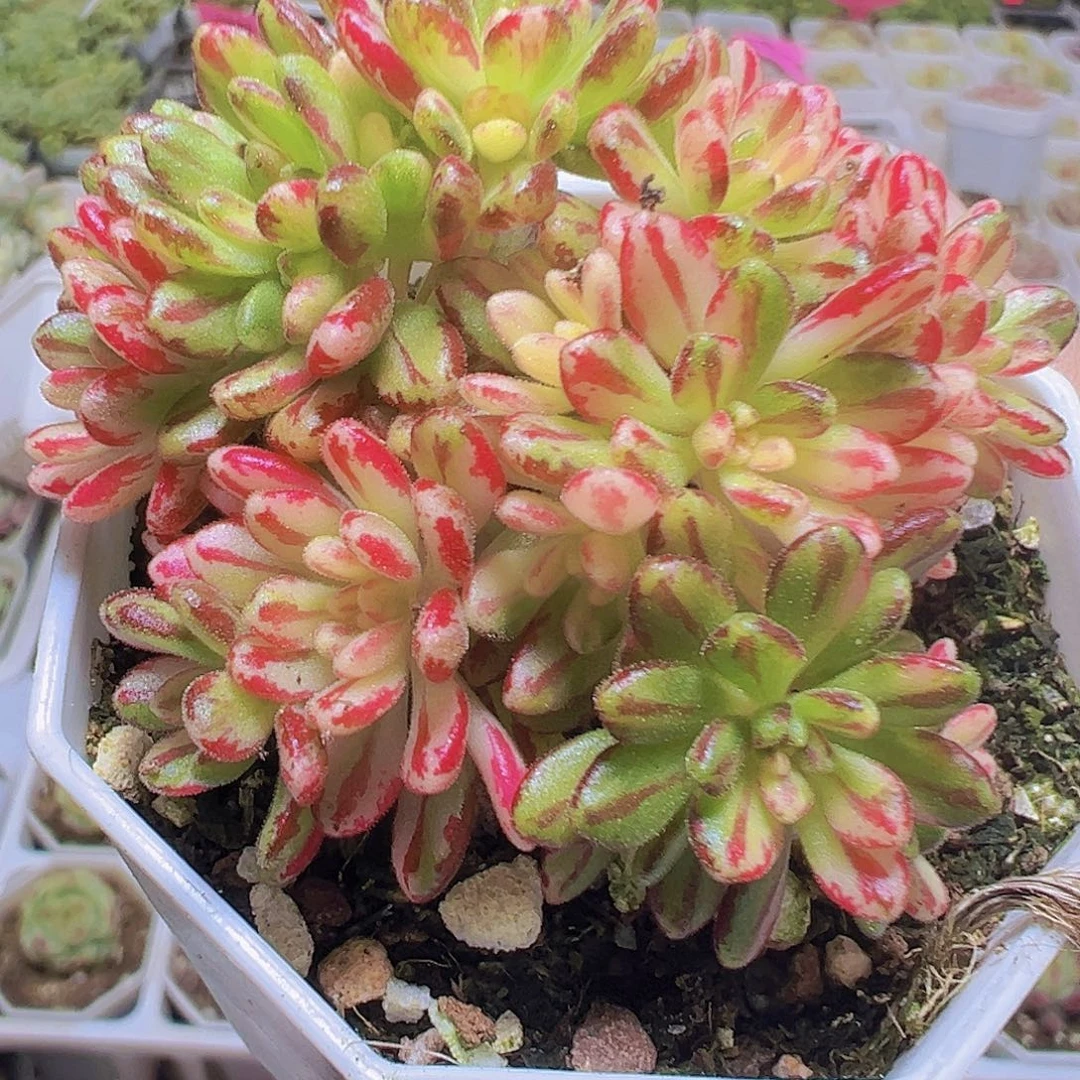 小人际锦19包邮多肉植物