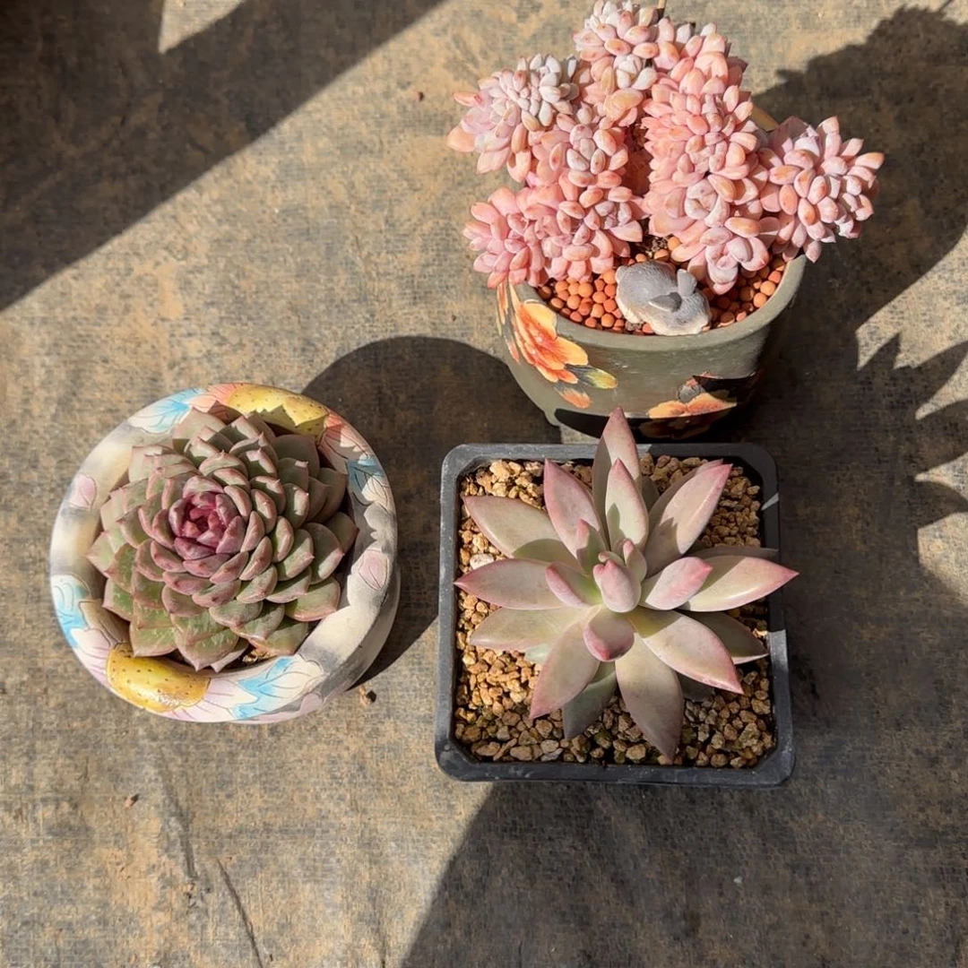 小***妤67788899999999677