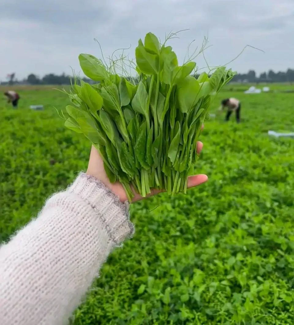 【圆准达】贵州新鲜现摘豌豆尖时令蔬菜可用于煲汤炒菜凉拌火锅