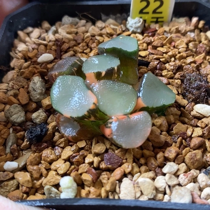 22号空门万象锦带盆