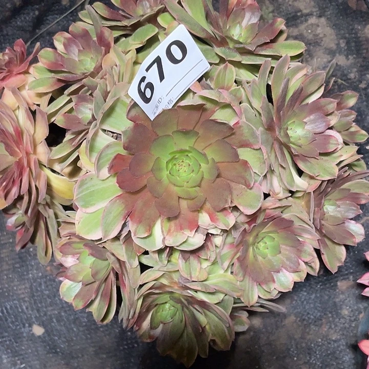 670万七彩法师3-3