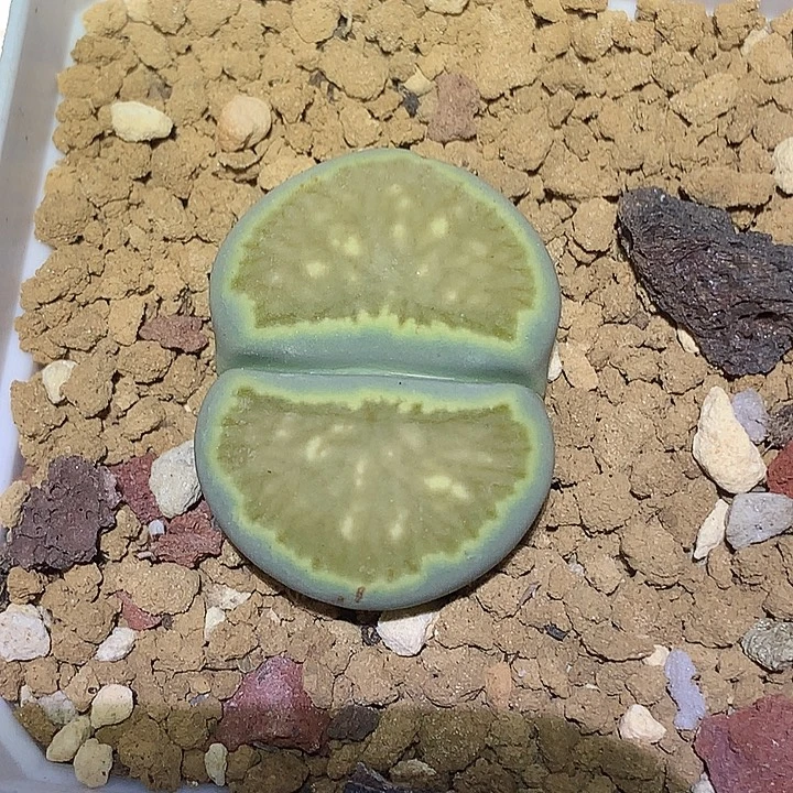 精品多肉植物精品多肉