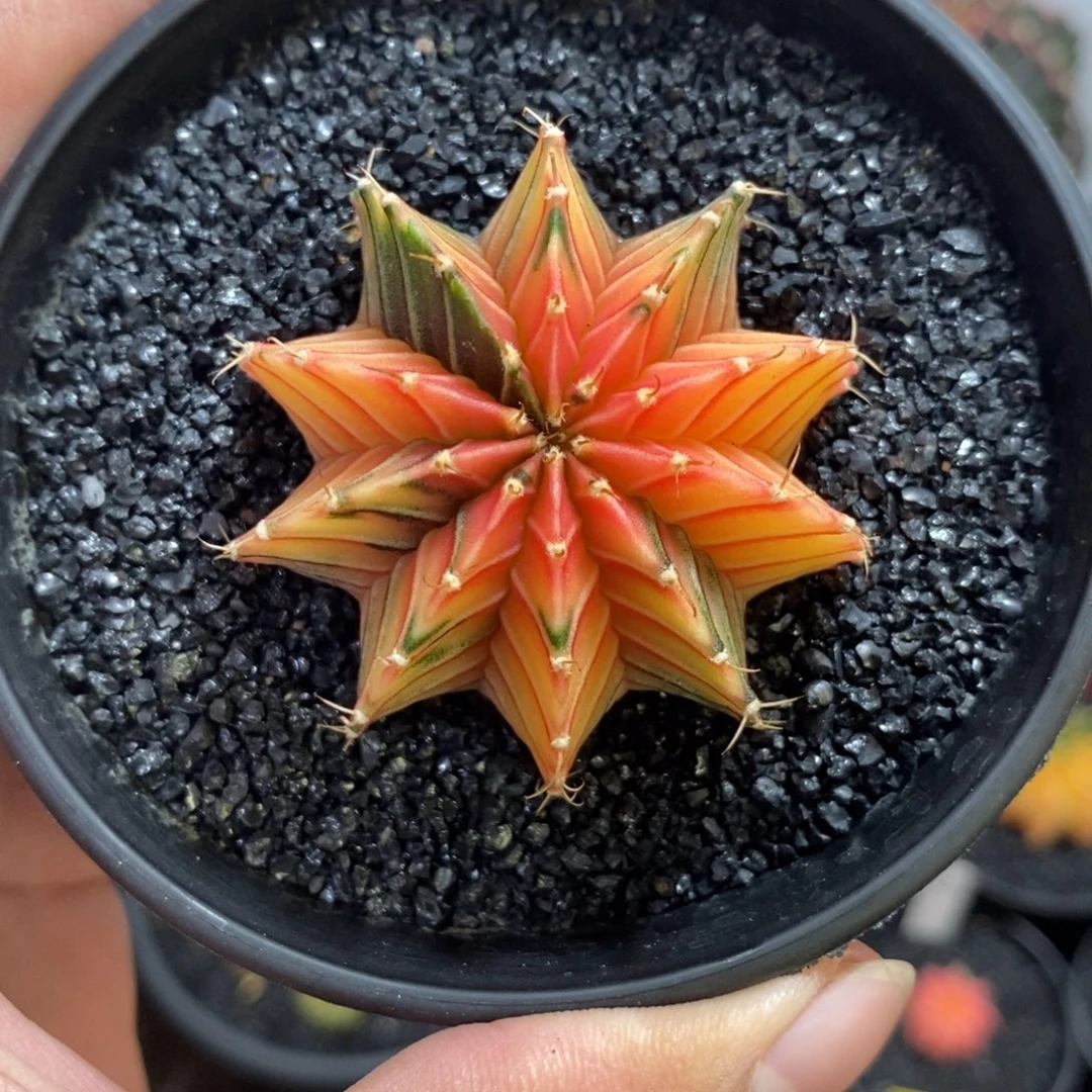 泰系肋骨锦—带盆土发货3