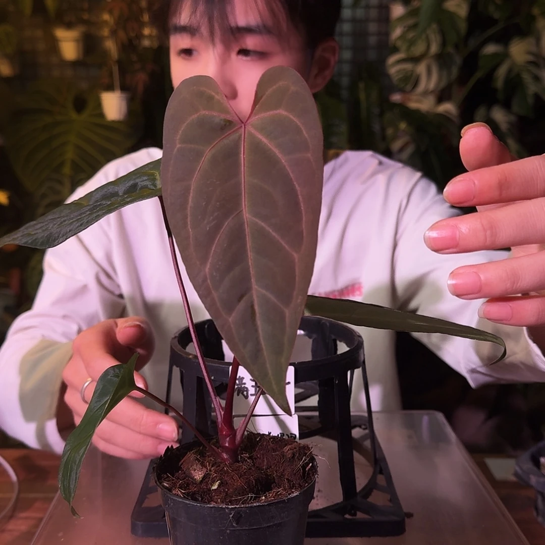 不开花植物G272波特紫黑桃