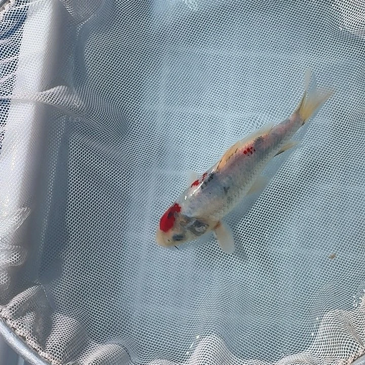海水鱼血统锦鲤大放漏666