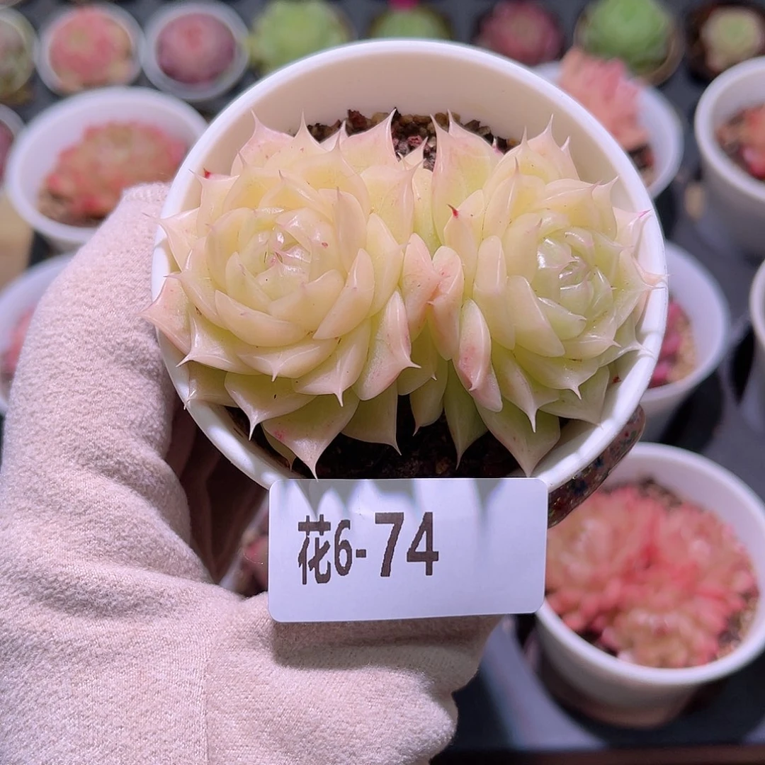 花利美6-74麦秆双头