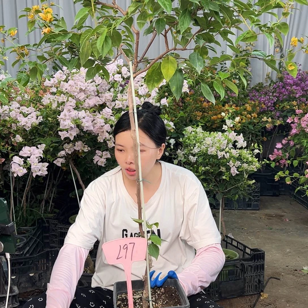 好***佳大部分花苞少量开放L97金发