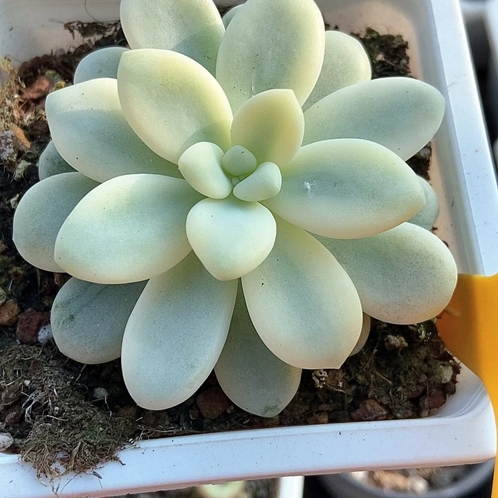 多肉植物洛神锦535点