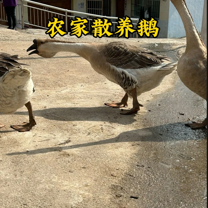 贵州黔东南凯里农家散养一年多现抓现称老鹅8斤顺丰冷链包邮
