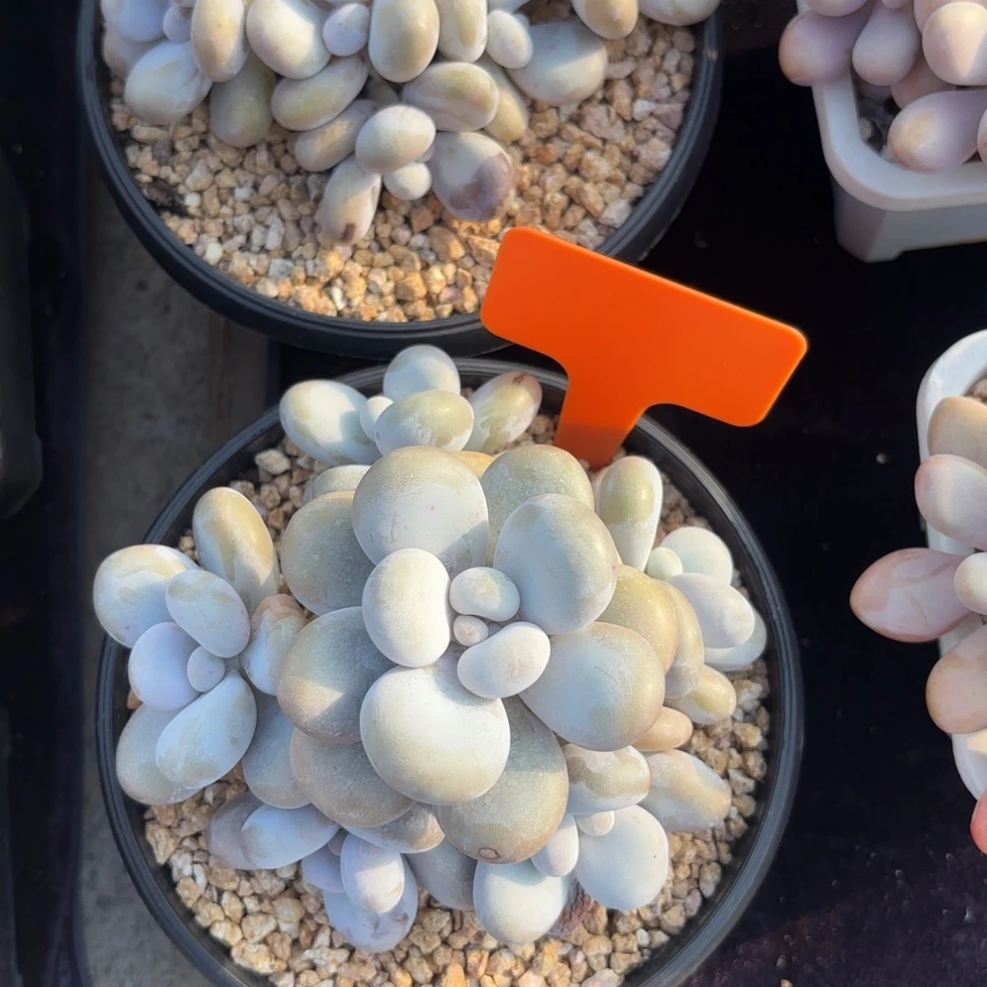 无花朵原始奶11111111111