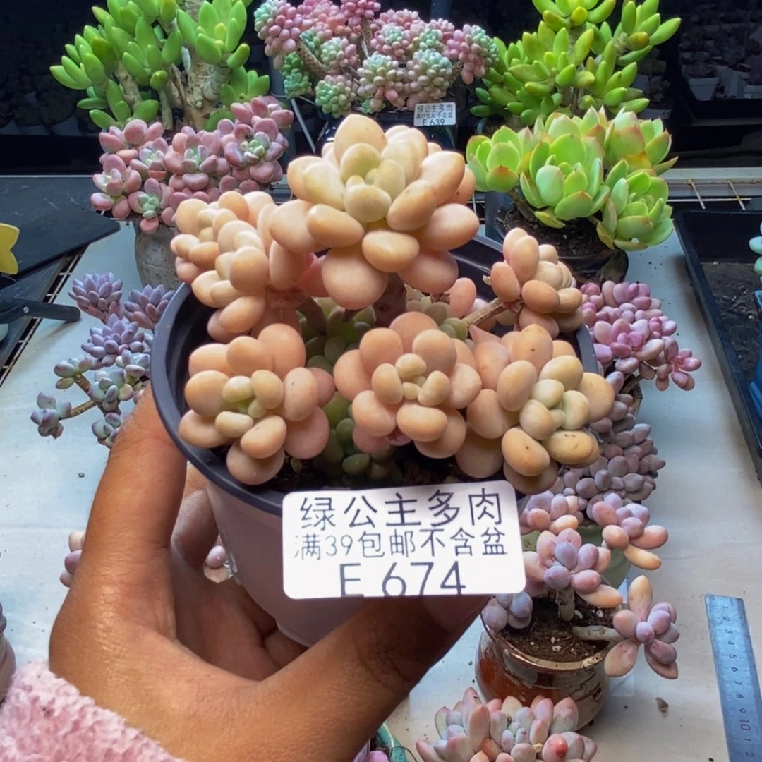 674洛可可多肉7c m