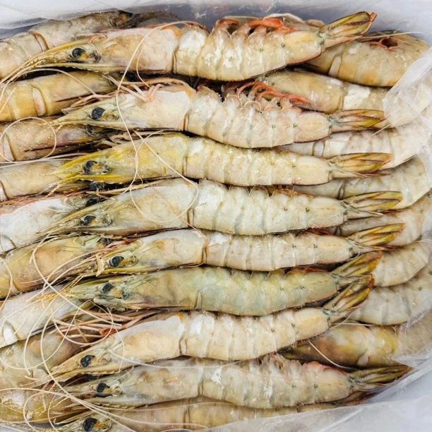 野生香蕉虾天然海捕白虾3040规格大连发货