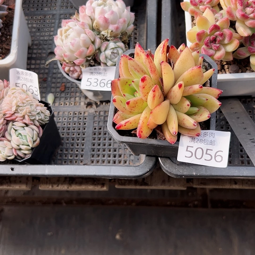 9号琳我们的确是5056