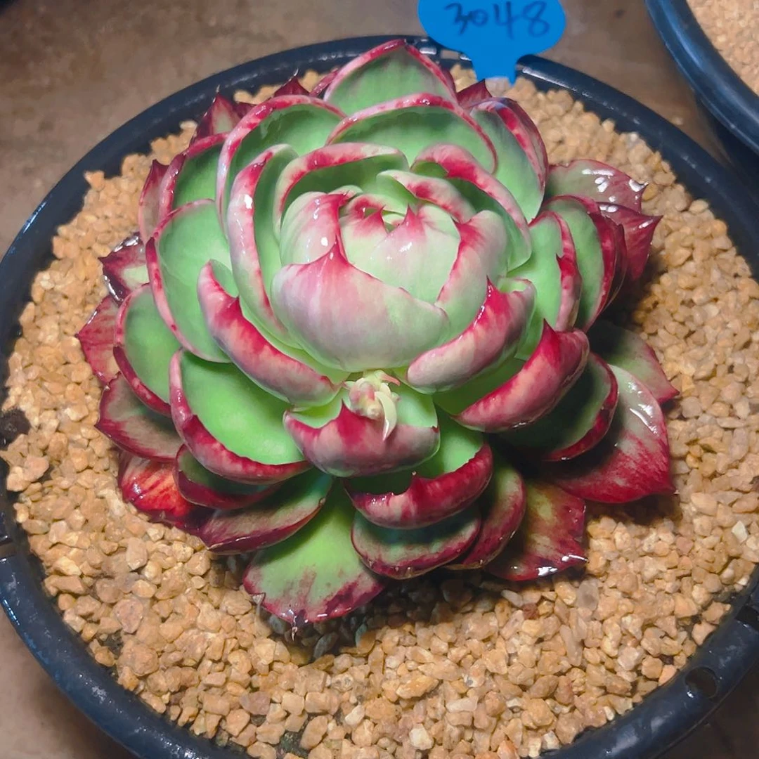 玉*惊鸿仙子一物一拍3048号一物一拍