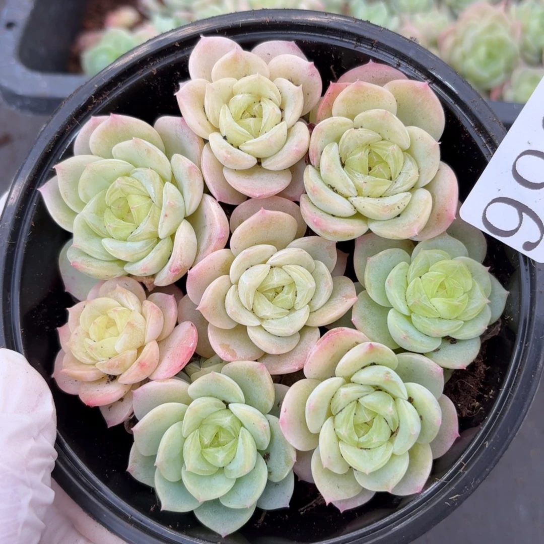 尐****多肉植物多肉植物992