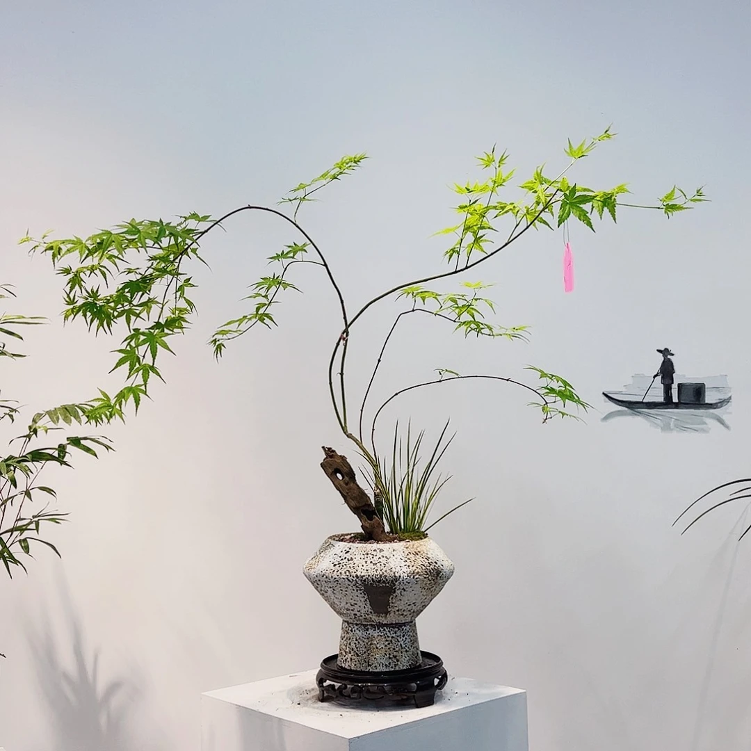 高端绿植一物一拍