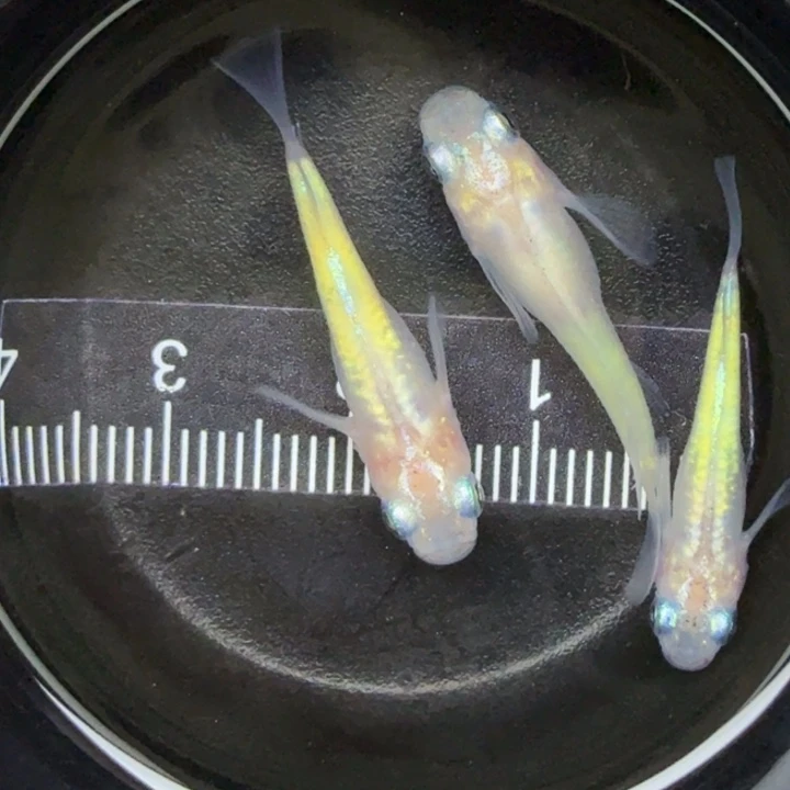 青鳉鱼短体蛋白石56号