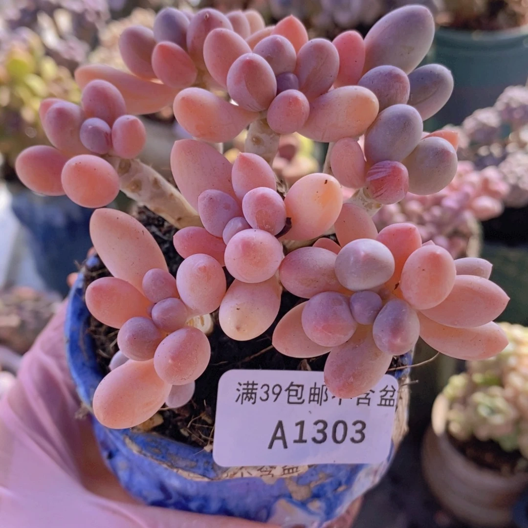 黄金香水手指奶老桩9cm1303多肉植物