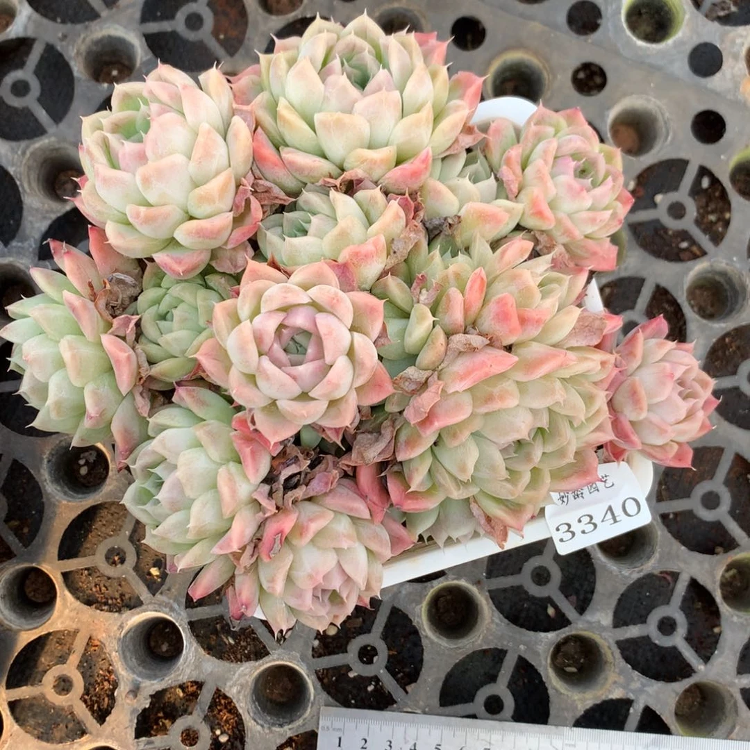 3340杂交精品基地20厘米