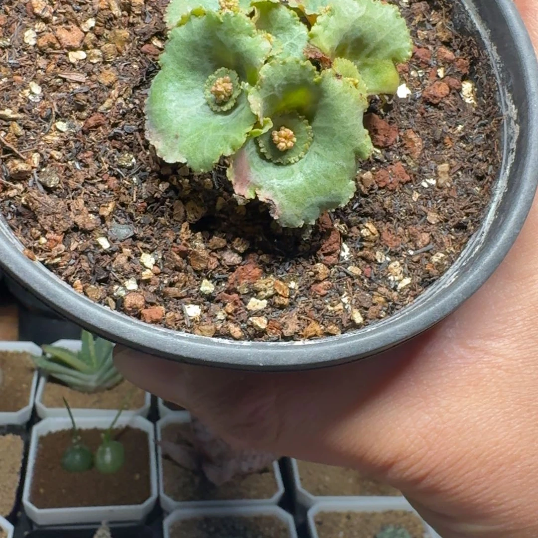 ?**?小雨伞多肉植物一物一拍