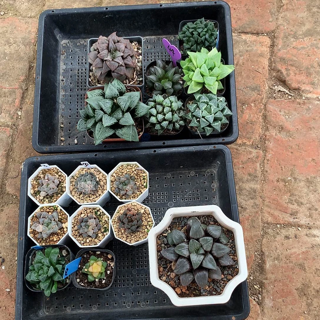 就***。一物一拍，带盆带土