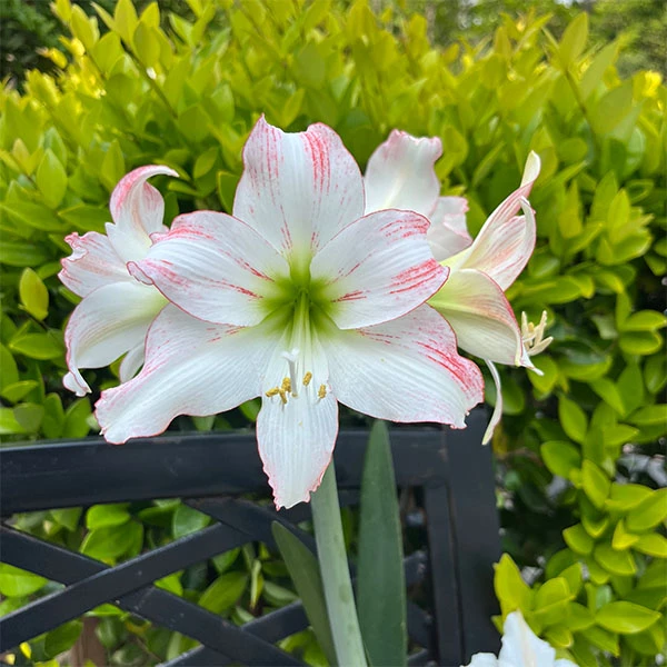 朱顶红大花盆栽朱顶红种球保证开花基地自种现货直发到手3颗种球