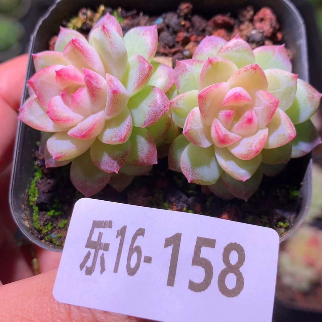 乐然16-158 女王玫瑰