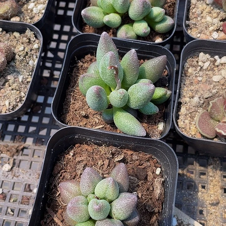 小红嘴水泡5.8带盆土