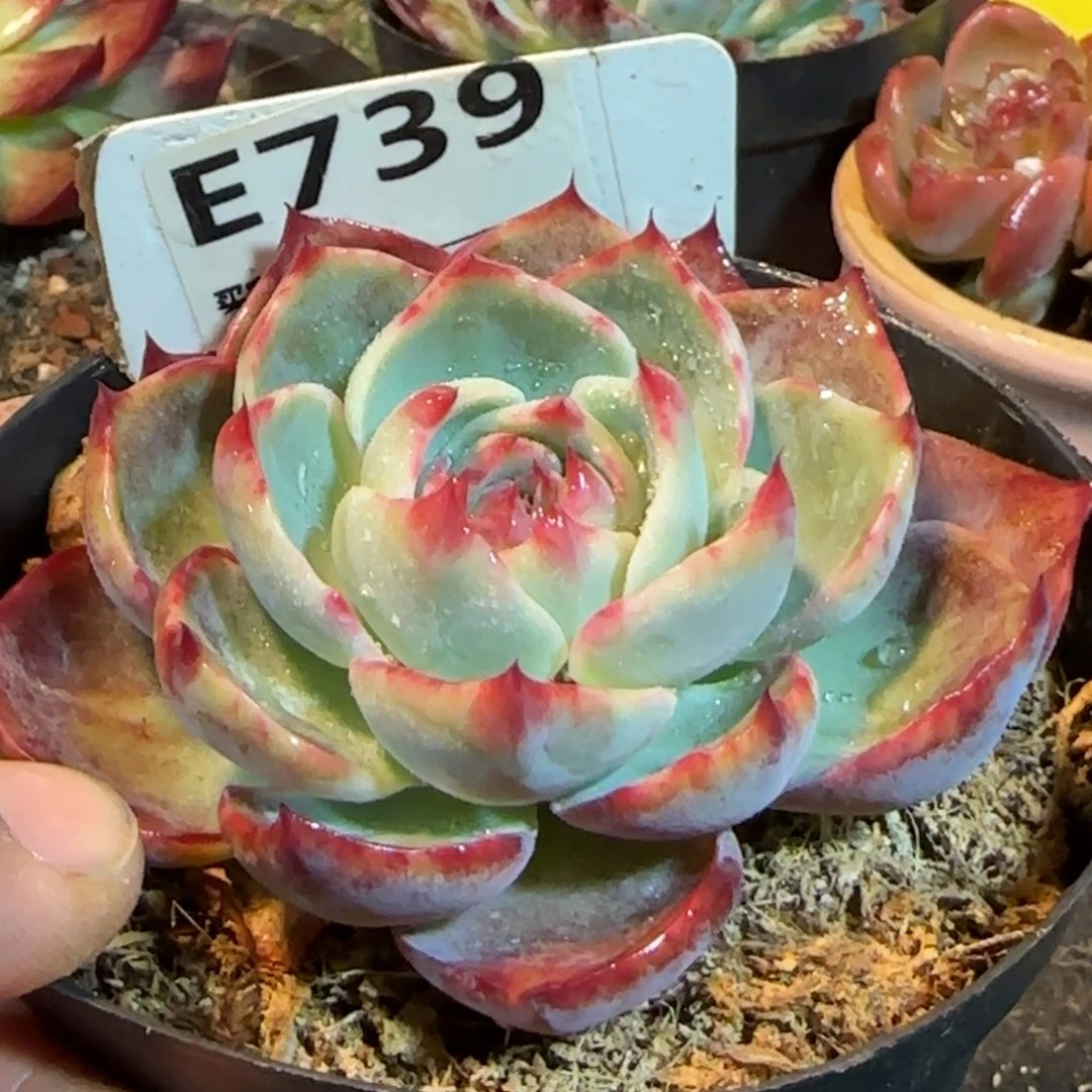 惊鸿一物一拍包装收缩花旱739