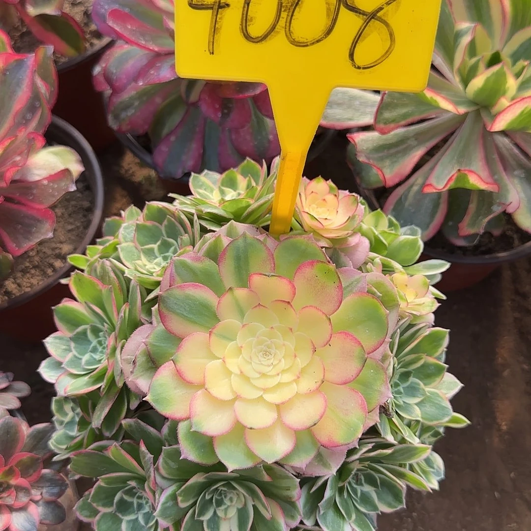 4008++-海王多肉植物