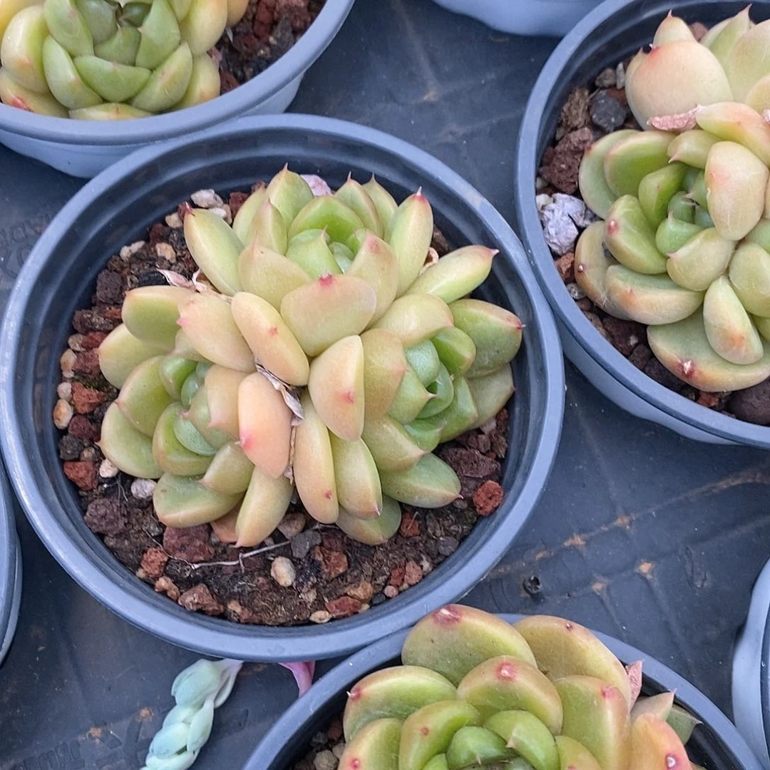 皮埃拉珍妮，福利