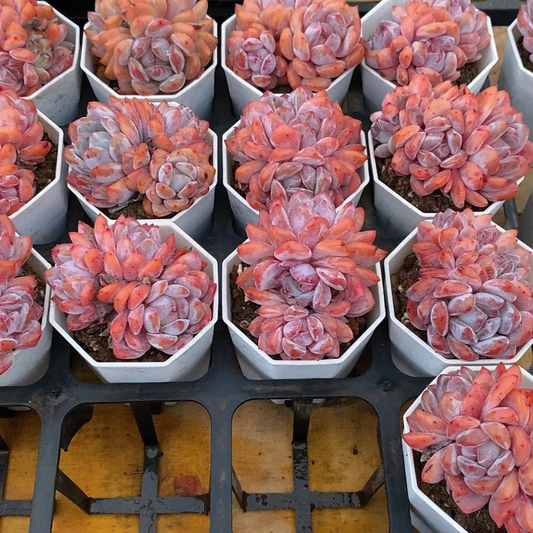 星影群，福利多多